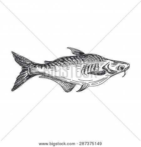 Beautiful Vector Hand Drawn Lavender Fish Illustration. Detailed Retro Style Pangasius Image. Vintag