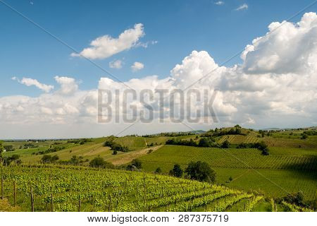 Shadows Of Clouds On Vineyard Landscape, Italian Vineyards Of Ziano Piacentino