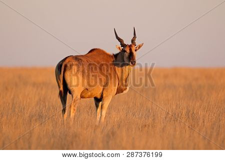 Male eland antelope (Tragelaphus oryx) in late afternoon light, Mokala National Park, South Africa