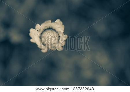 Deatls Of A Closed Daisy, Macro And Closeup, Dark And Oniric Version