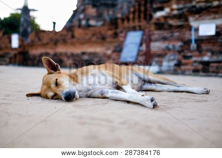 A Brown Homeless Dog Is Sleeping On The Warm Floor At Buddhism Temple.