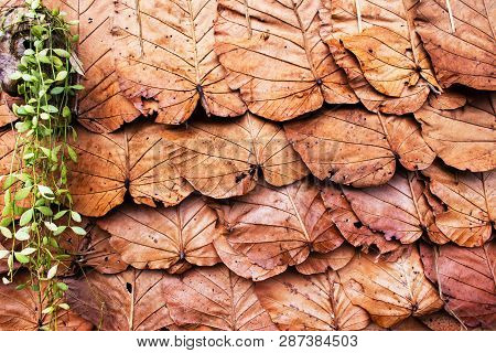 Dry Dipterocarpus Tuberculatus Leaves Background, Thailand Northen People Making For House Roof