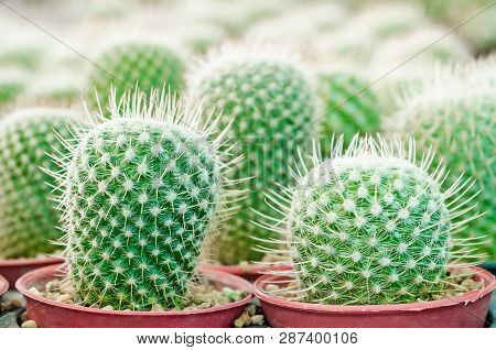 Mammillaria Geminispina - Cactus Plant In Garden Cactus.