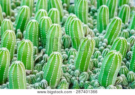 Echinopsis Subdenudata Cactus Plant In Garden. Echinopsis Cactus.