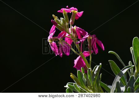 Close-up Of Matthiola Incana Flowers. Purple Hoary Stock, Tenweeks Stock, Violaciocca