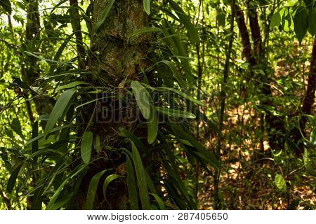 Orchid Species That Coexist With Large Tree In Rainforest Thailand