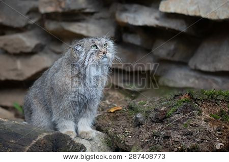 Pallas's Cat, Otocolobus Manul