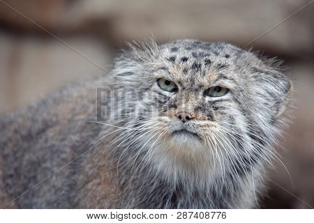 Pallas's Cat, Otocolobus Manul