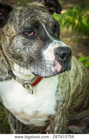 Dog Breed Burbul On Nature In The Park In Summer Close-up