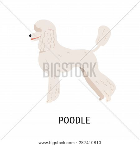 Standard Poodle. Cute Dog Of Hunting Breed Or Gundog Isolated On White Background. Adorable Purebred