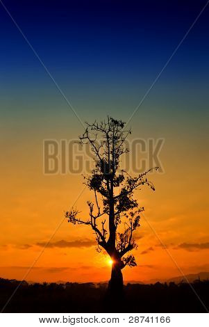 árvore do sol