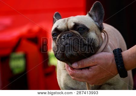 Dog Breed French Bulldog Close Up On A Red Background