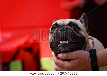 Dog Breed French Bulldog Close Up On A Red Background