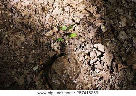 Empty Plastic Bottle Use For Nature As A Container For Growing Plant, Recycling Green Concept