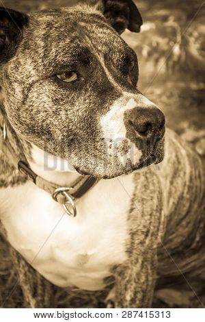 Dog Breed Burbul On Nature In The Park In Summer Close-up. Black And White Old Grunge Vintage Photo.