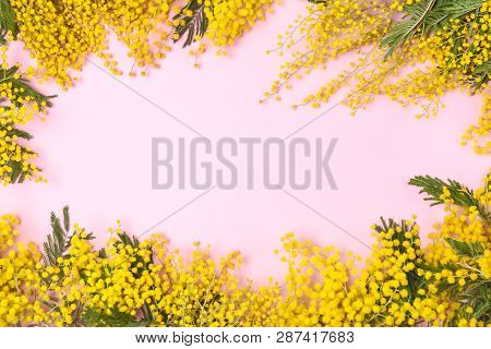 Fresh Mimosa Flowers On A Pink Background Branches Of Mimosa Flowers On Background Flat Lay Copy Spa