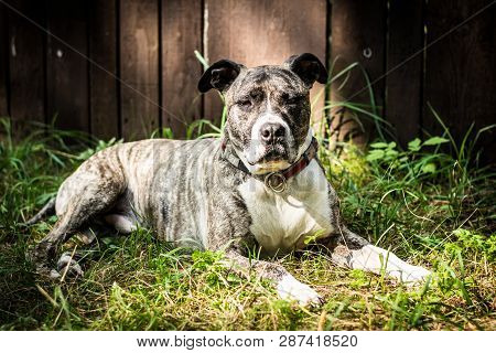 Dog Breed Burbul On Nature In The Park In Summer Close-up