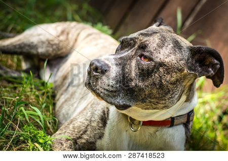 Dog Breed Burbul On Nature In The Park In Summer Close-up