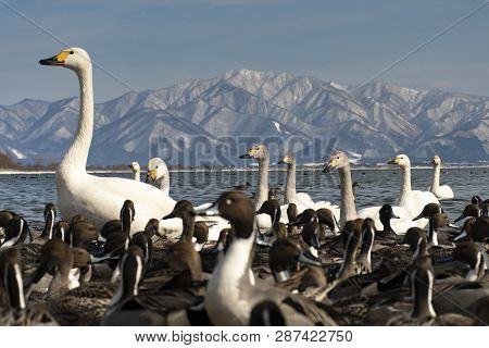 Birds, Ducks, Swans Wide Life Are In The Inawashiro Lake In Fukushima, Japan.