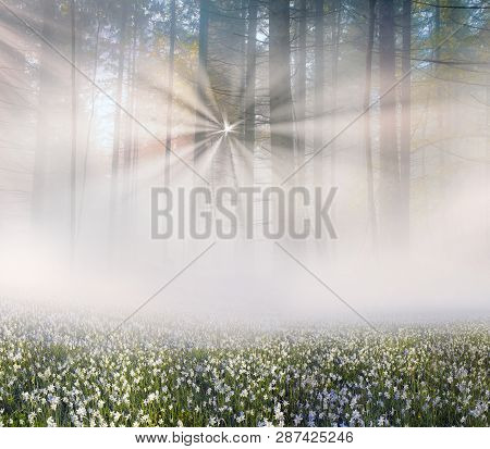 Narcissus At Dawn