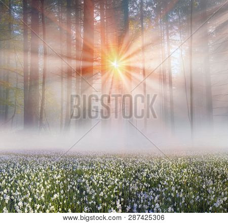 Narcissus At Dawn
