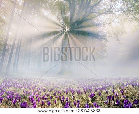 Solar Flower- Crocuses