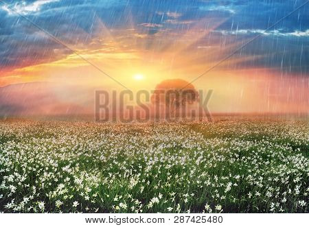 Narcissus Valley