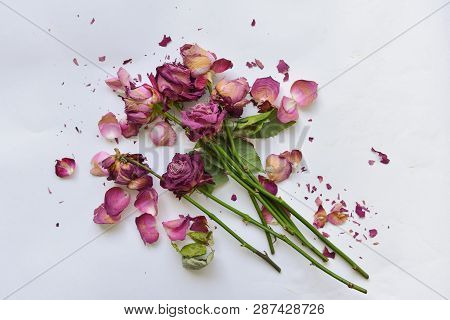 Bouquet Red Dry Roses On Isolated Background. The Faded Flowers Are Scattered, The Holiday Is Finish