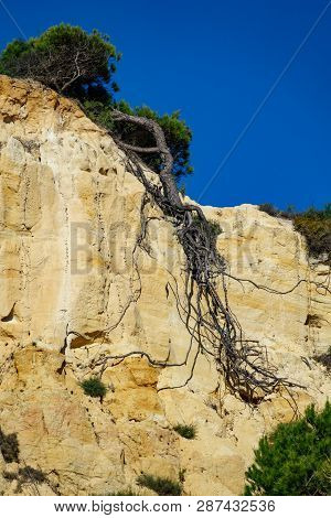 Bottom View Of Pine Tree Roots After Landside, Vertical Composition