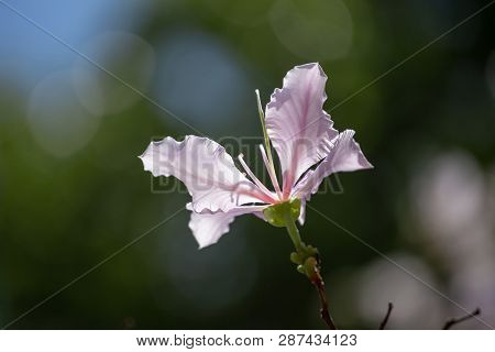 Bauhinia Variegata Purple Orchid Tree A Species Of Plant Family Fabaceae.