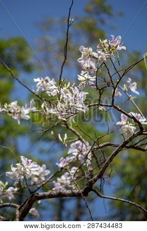Bauhinia Variegata Purple Orchid Tree A Species Of Plant Family Fabaceae.