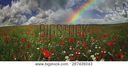 Field With Bright Blooming Poppies In Ukraine, Of Europe, Very Beautiful Natural Phenomenon In The E