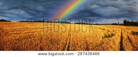 Rainbow Over Wheat