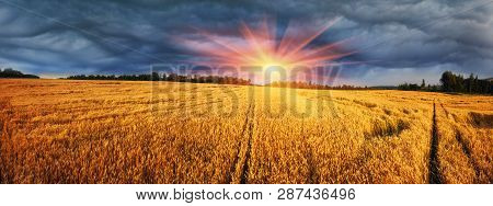In Ukraine, The Wheat Polarization Is A Symbol Against The Clear Sky, They Have A Color Of The Natio
