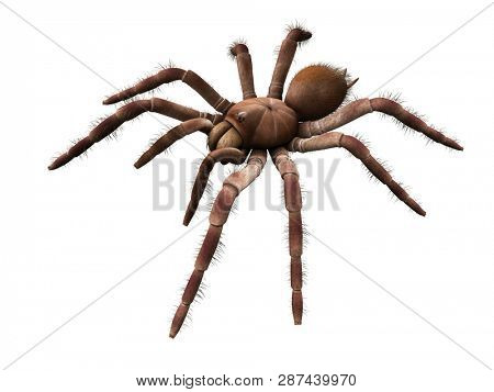 3d rendered illustration of a Theraphosa Blondi