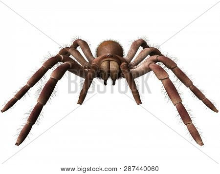 3d rendered illustration of a Theraphosa Blondi