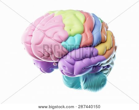 3d rendered illustration of the different human brain areas