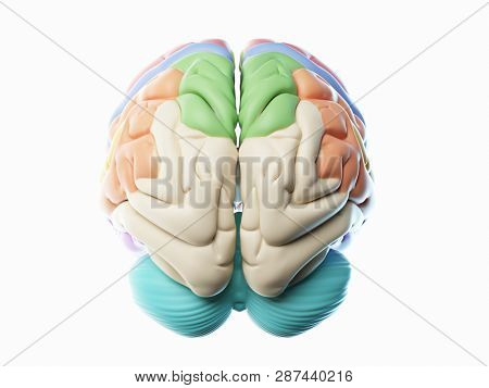 3d rendered illustration of the different human brain areas