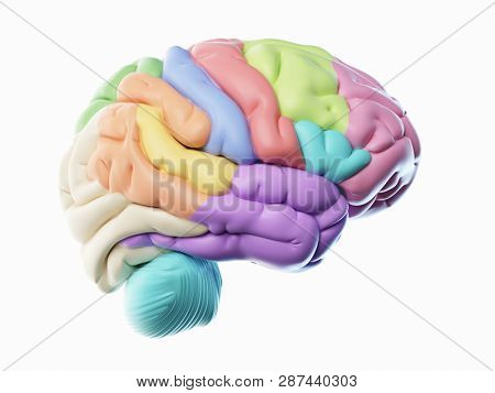 3d rendered illustration of the different human brain areas