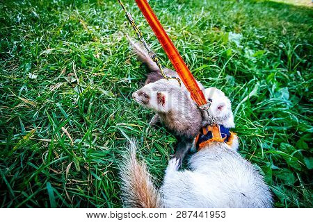 Two Home Raccoons On Leash Play In Green Grass