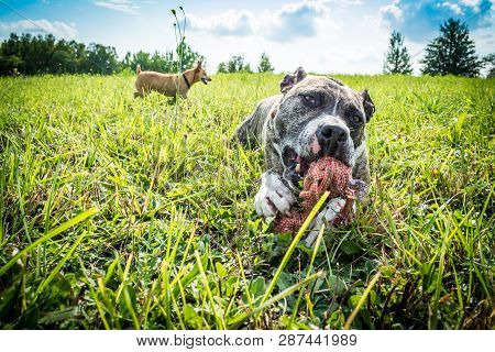 Dog Breed Burbul And Miniature Pinscher On Nature In The Park In Summer Close-up