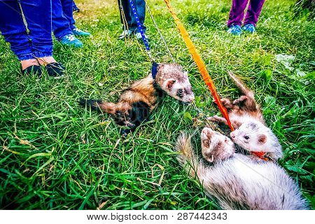 Two Home Raccoons On Leash Play In Grass Near Owners