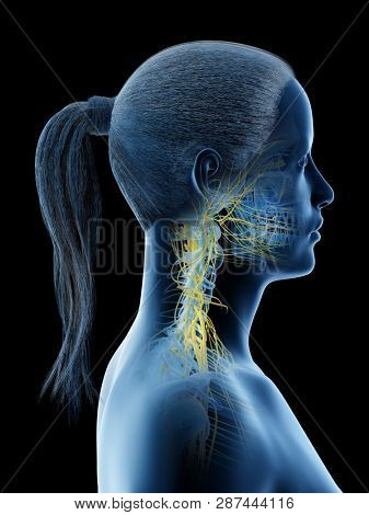 3d rendered illustration of a females nerves of the neck