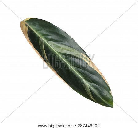 Leaf Of Tropical Stromanthe Plant Isolated On White