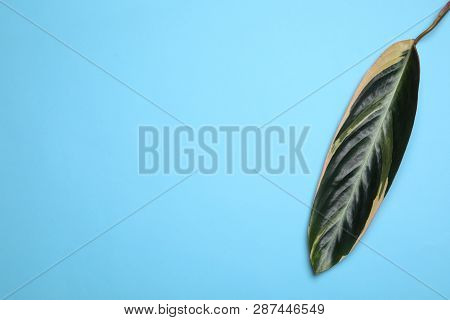 Leaf Of Tropical Stromanthe Plant On Color Background, Top View With Space For Text