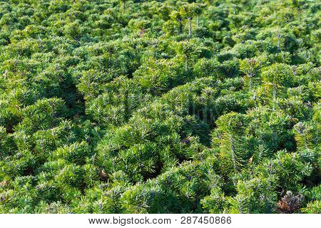 Lush Green Bushes Of Coniferous Bushes Pine.