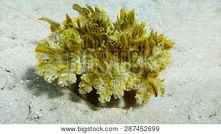 Upside Down Jellyfish, Cassiopea  Andromeda, Medusa Close Up