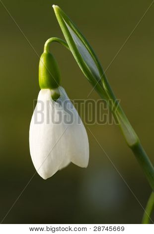 White Snowdrop (lat. Galanthus) with green background