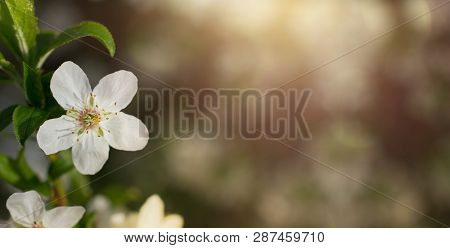 Banner Spring Backgrounds Little Cherry Bloosom Flower Abstract Blurred.