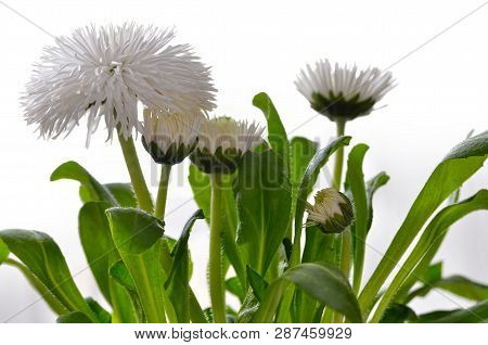 White Daisies Bloomed Against A Background Of Green Leaves. Pomponette White, Bellis Perennis.